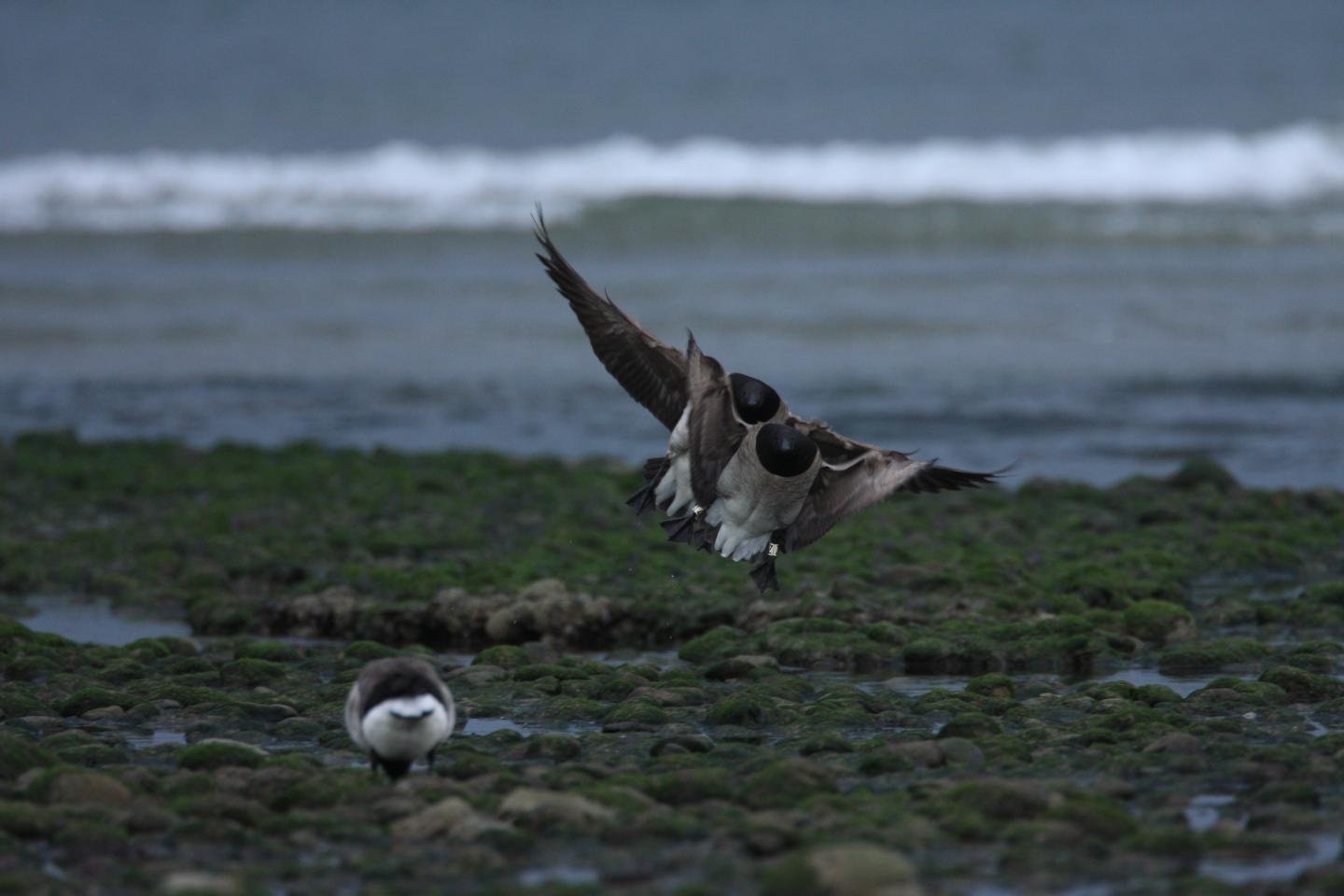 Light-Bellied Brent Geese