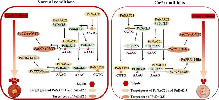 Model of the transcriptional regulatory module PuNAC21–PuDof2.5 regulates Ca2+-mediated lignin biosynthesis in pear.