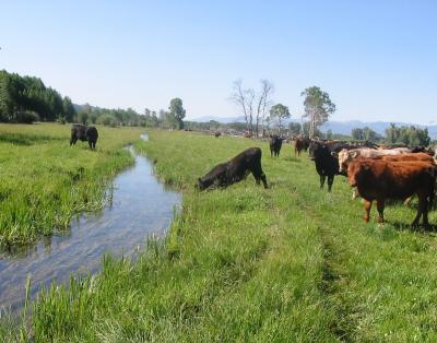 Agricultural Stream