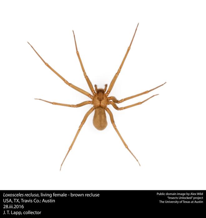 Loxosceles reclusa - brown recluse