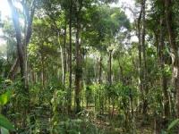 lush forest