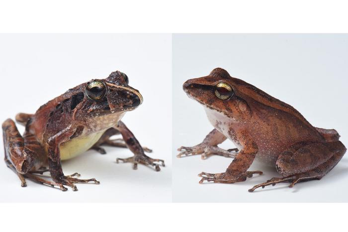 two frog species