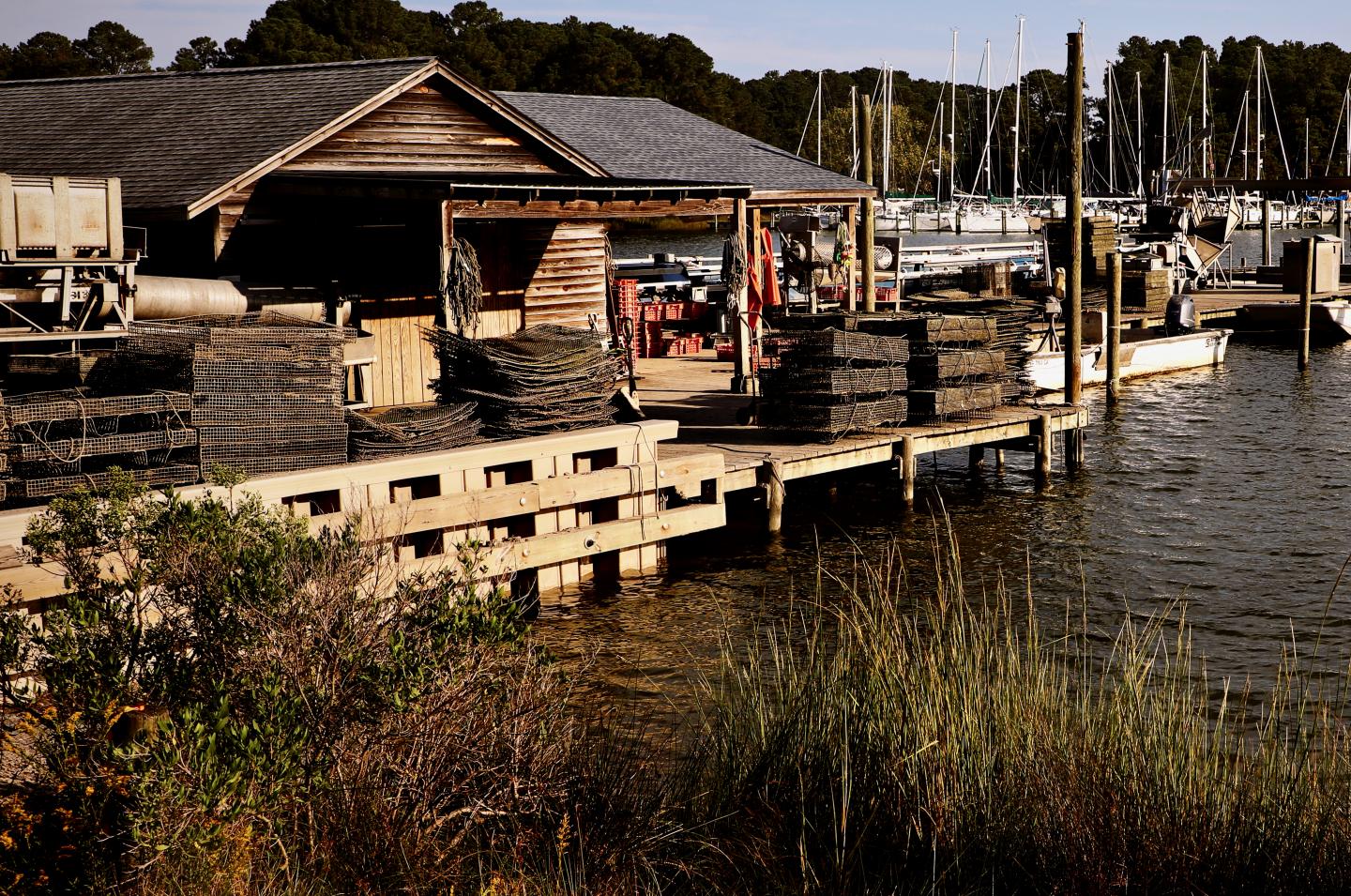 Oyster Aquaculture