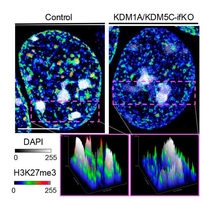 Loss of KDM1A and KDM5C alters the epigenetic landscape of neurons