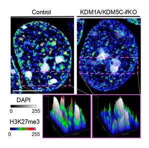 Loss of KDM1A and KDM5C alters the epigenetic landscape of neurons