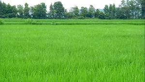 Rice Production in Tennessee