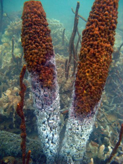 Dying Sponges
