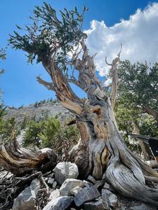 Bristlecone pine, vertical