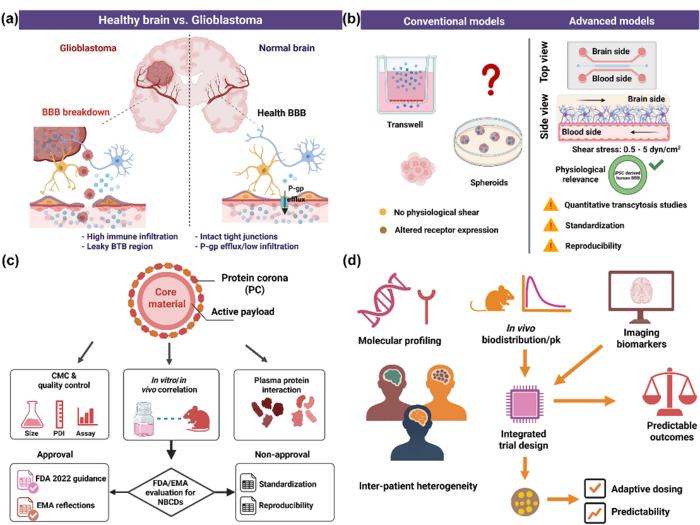 A translational roadmap for BBB-penetrant nanomedicines