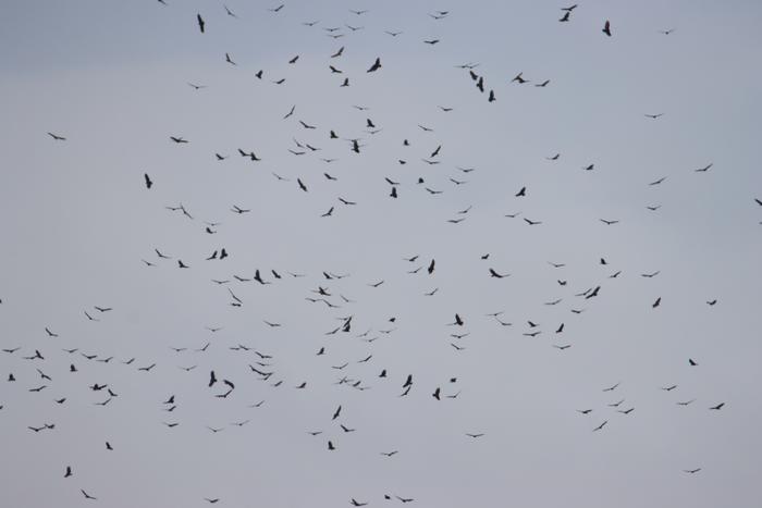 Kettle of Vultures