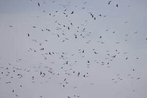 Kettle of Vultures