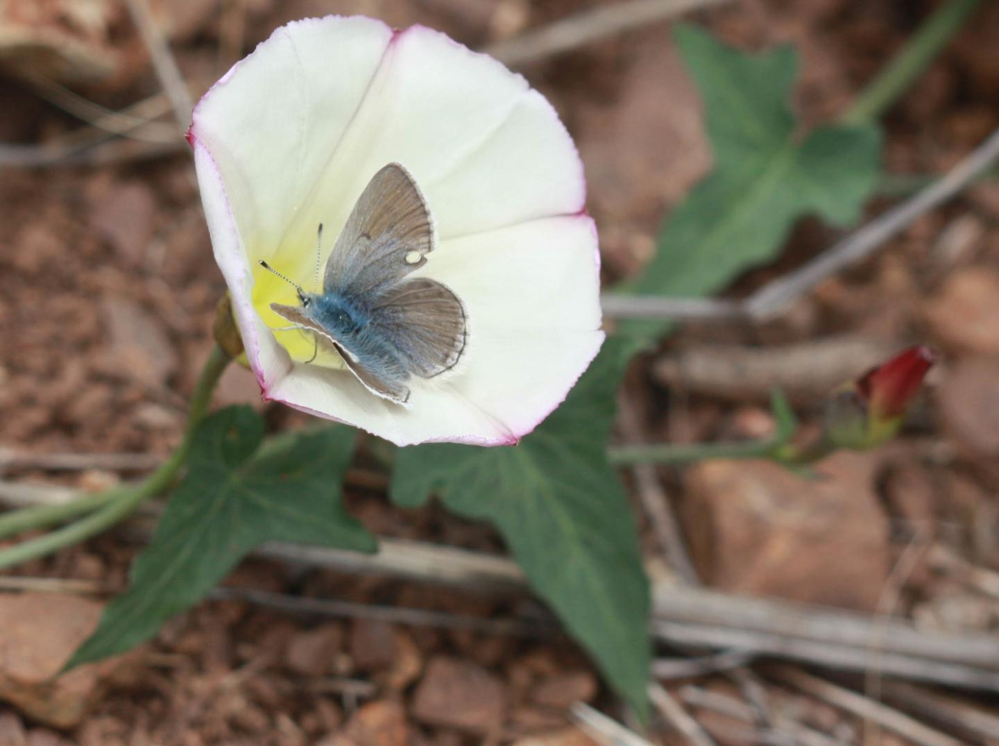 Mission Blue Butterfly