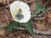 Mission Blue Butterfly