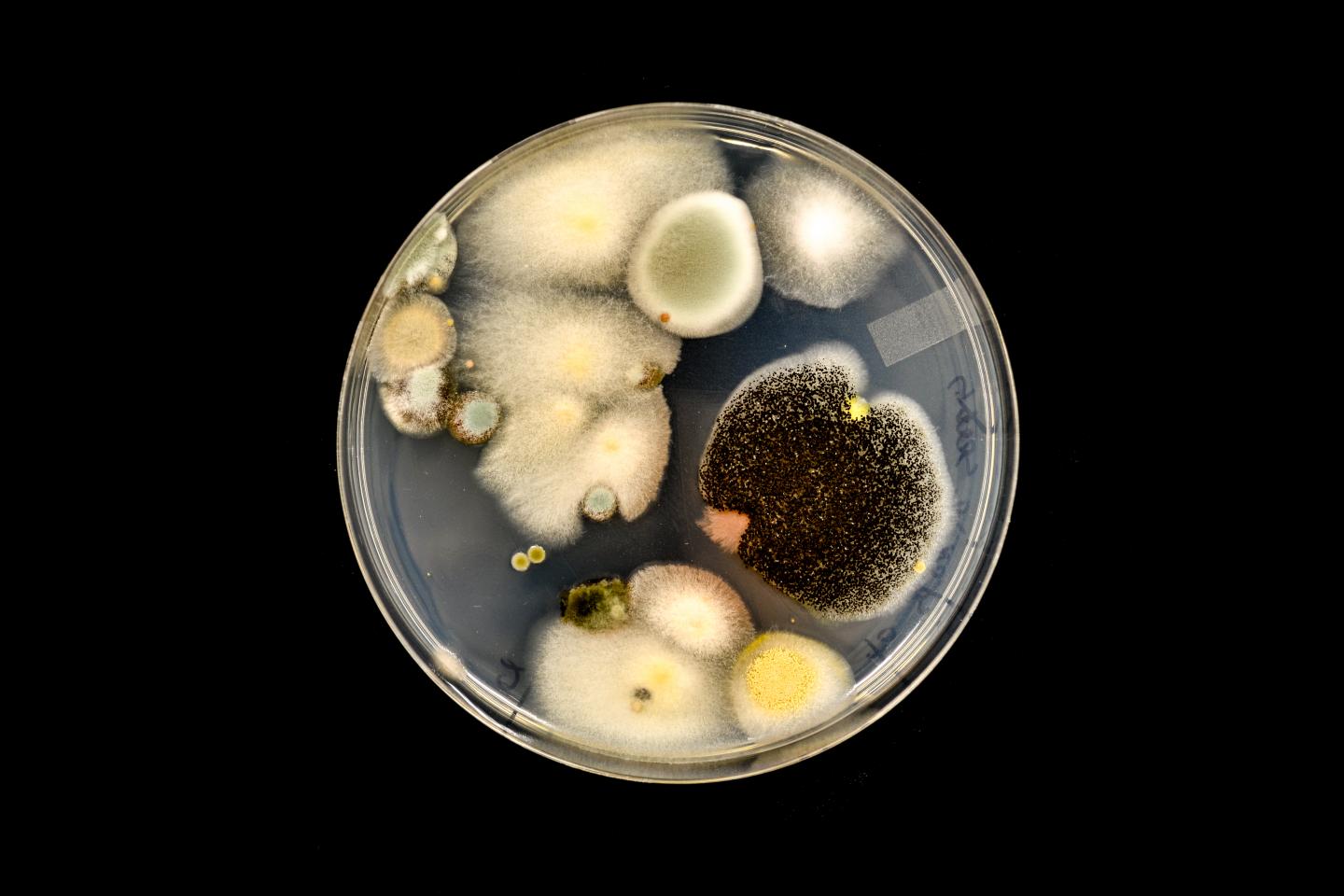 Citrus microbiome