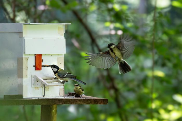 Young birds learn life skills from their older siblings and flock mates