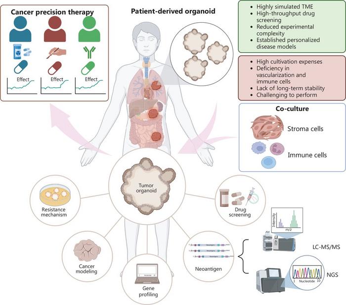 Functional characteristics, applications, and limitations of patient-derived tumor organoids in cancer modeling and therapeutic discovery.