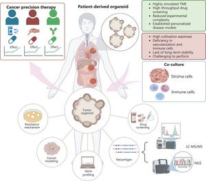 Functional characteristics, applications, and limitations of patient-derived tumor organoids in cancer modeling and therapeutic discovery.