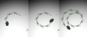 Characterization of hybrid Aggrebot motility