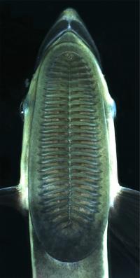 Remora Suction Disc