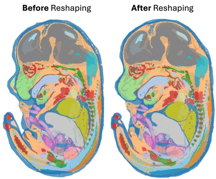Aligning maps of the developing mouse embryo