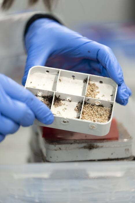 Ant colony in the ISTA lab