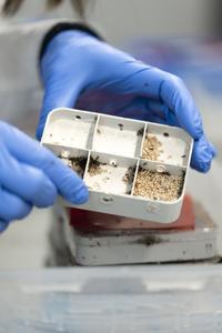 Ant colony in the ISTA lab