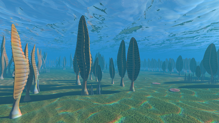Ediacaran seabed