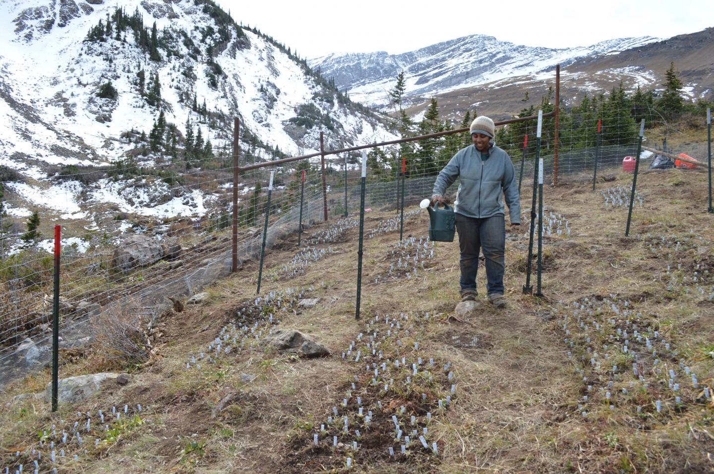 Rocky Mountain Mustard Plant