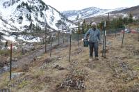 Rocky Mountain Mustard Plant