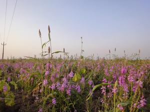 Parasitic plant field illustrating kin avoidance mechanisms that protect crops