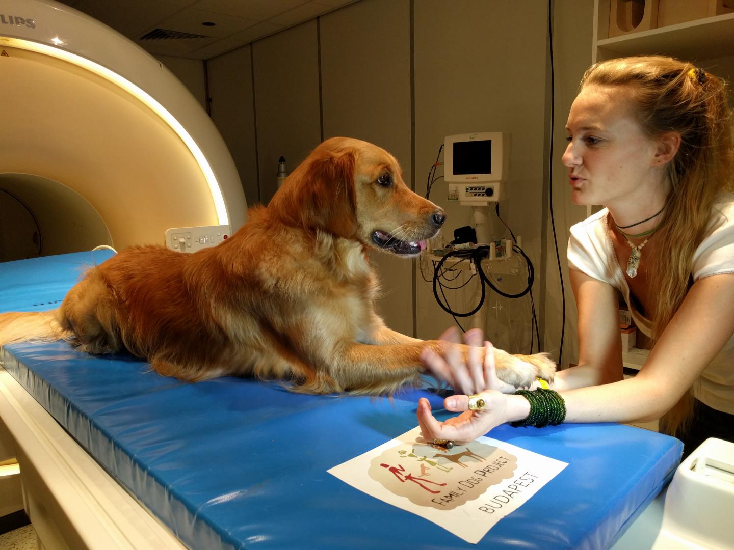Dogs Understand Both Vocabulary and Intonation of Human Speech (7 of 21)