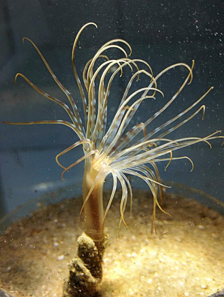 Anemones not so Simple after All (2 of 2)