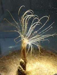 Anemones not so Simple after All (2 of 2)