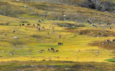 Reindeer Grazing
