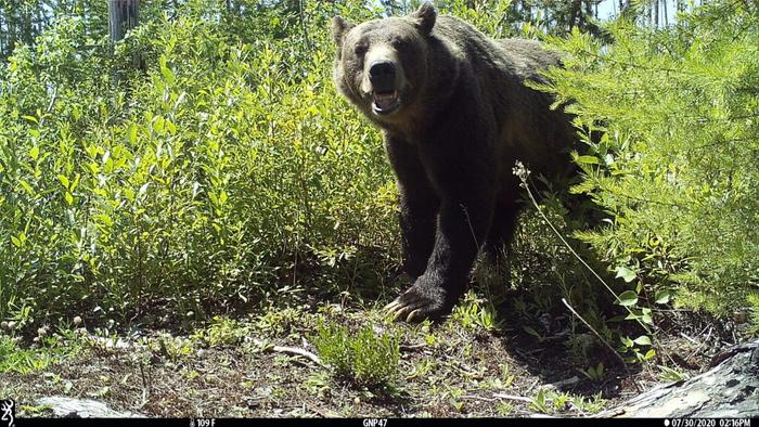 Grizzly bear