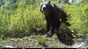Grizzly bear