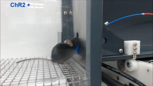 Triggering Taste Cells with Light