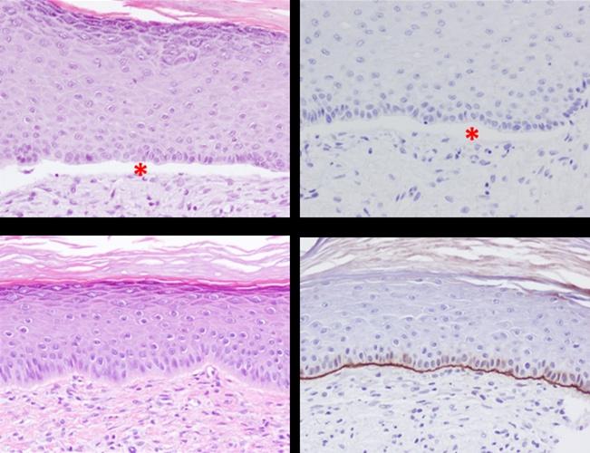 Correctness Analysis of Transplantation in Mice