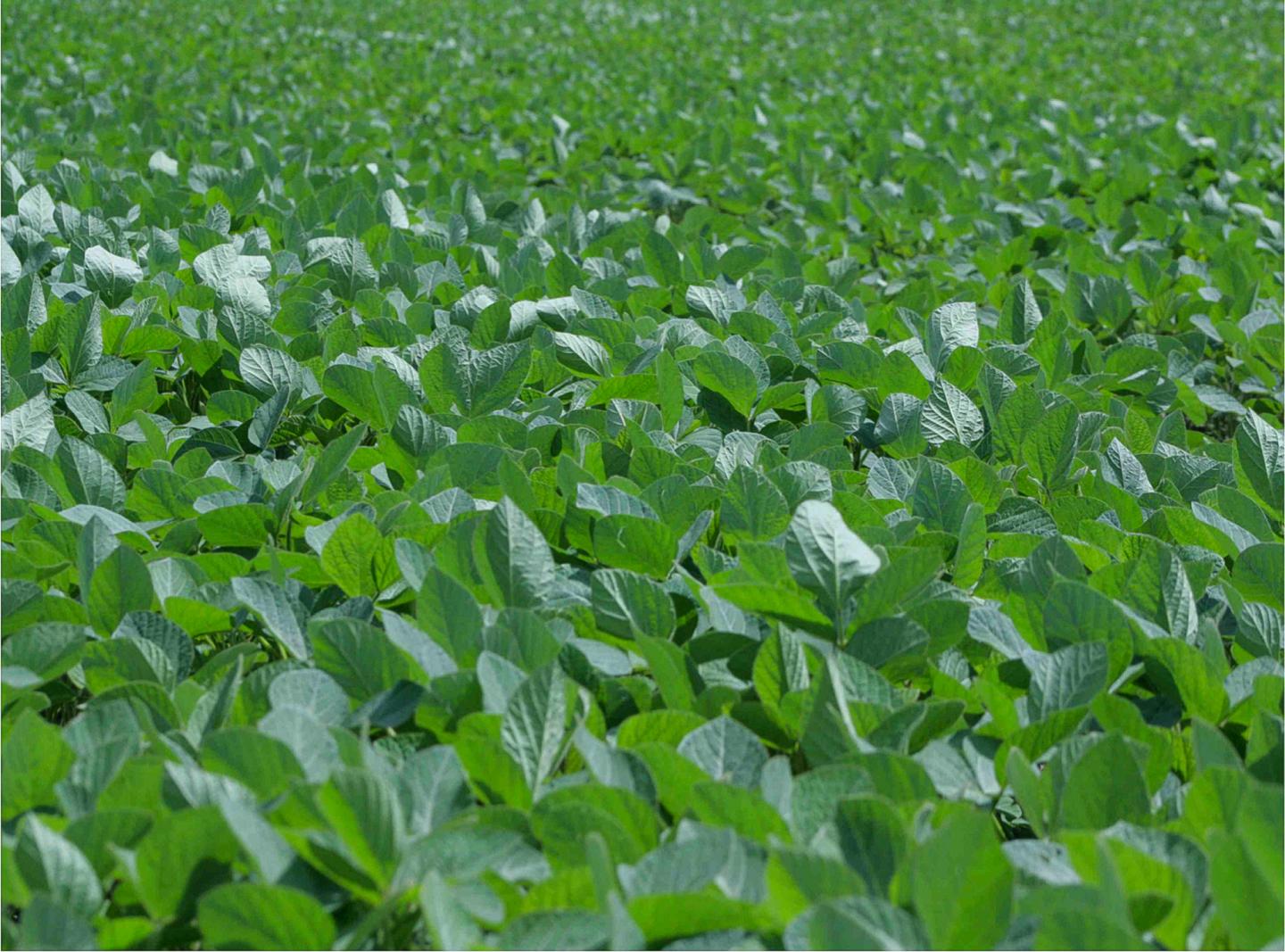 A Small Number of Crops Are Dominating Globally. and that's Bad News for Sustainable Agriculture