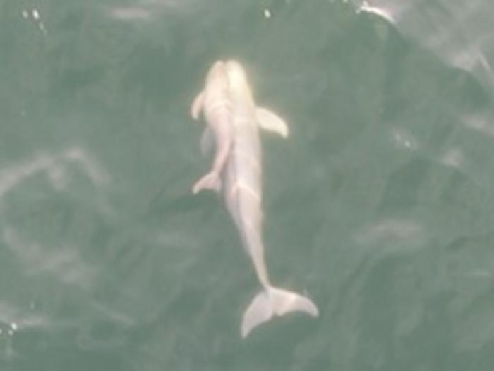 Social contact between an infant narrow-ridged finless porpoise and a likely unrelated adult
