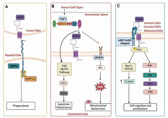 CD47 and its common interaction partners