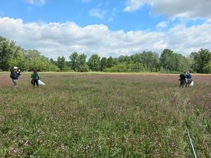 Ecologists are sampling pollinators and floral resources