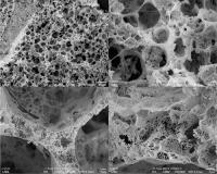 Scanning electron microscope