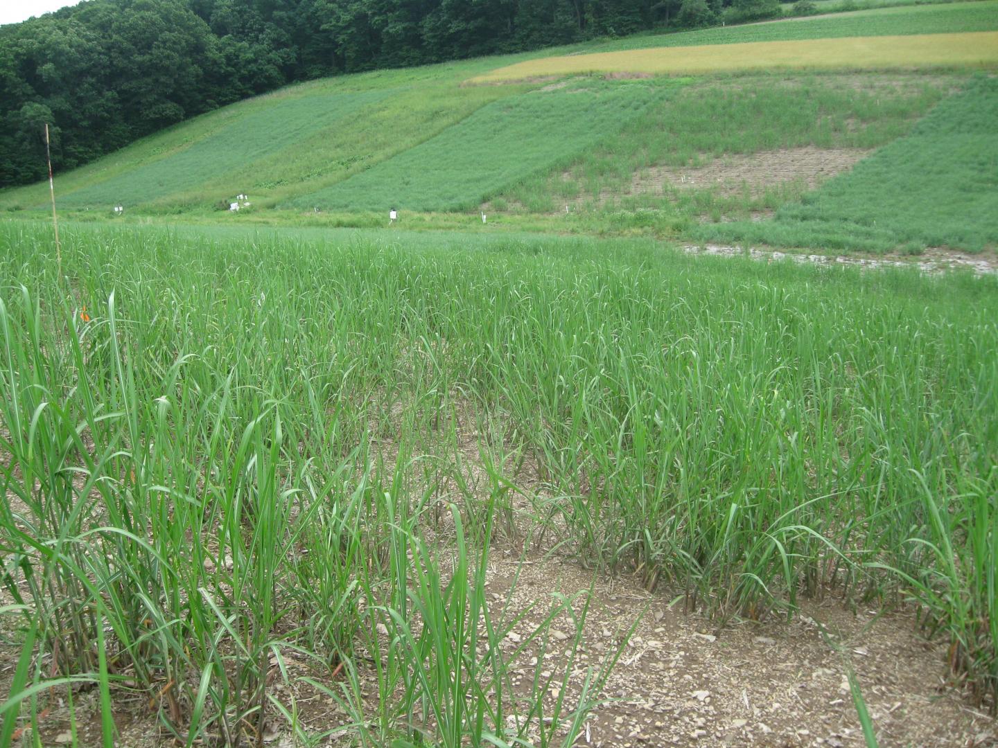 Biofuels Grass