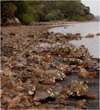 Oysters on Rocks