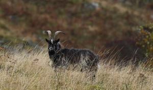 A Cheviot goat