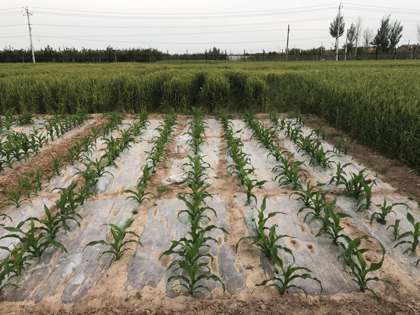 Plastic Mulch Between Corn Rows