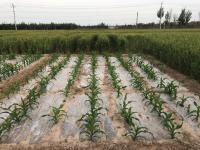 Plastic Mulch Between Corn Rows