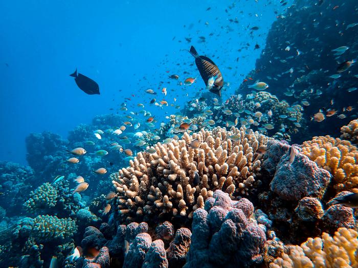 Marine wildlife