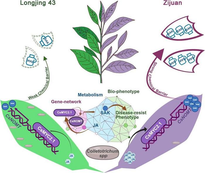 Proposed model for JA-mediated SAK-dependent anthracnose resistance.